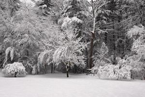 Scenic Winter Wonderland with Heavy Layer of Snow photo