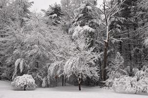 Scenic View of Freshly Fallen Snow in the Winter photo