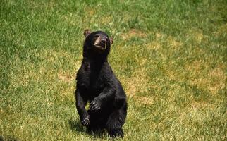 absolutamente adorable joven oso negro de pie foto