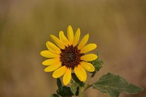 Close Up of Wild Sunflower Blossom Blooming in Nature photo