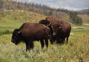 Family of American Bison in a Field photo