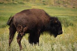 Junvenile Bison Flicking his Tail in a Field photo