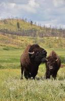 Mating Pair of Bison in a Grass Field photo