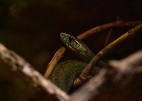 Deadly Green Scaley Snake ready to Strike photo