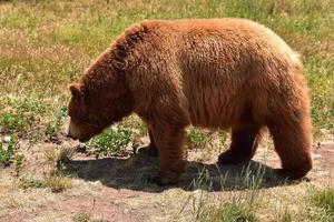 peludo oso pardo de pelo largo paseando foto