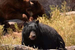 Looking into the Face of a Black Bear photo