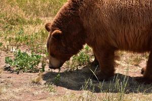 gran oso pardo con pelo largo en un patio foto