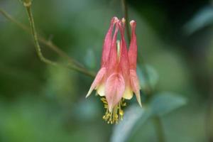Gorgeous Flowering Red and Yellow Columbine Flower photo