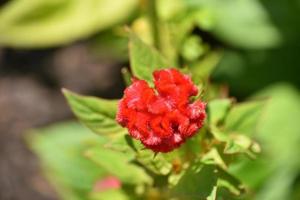 Stunning Red Cockscomb Flower Blossom in Bloom photo