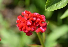 Fuzzy Red Cockscomb Flower Blooming on a Summer Day photo