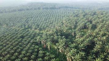 volar sobre la plantación de palma aceitera temprano en la mañana. video