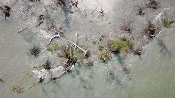 Aerial rotate look down bare and dry branch of mangrove trees video