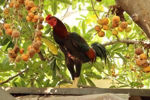 A rooster, black and red feathers, standing on a tree with blurred background. photo
