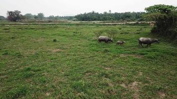 Buffalo family walk in row to find other group of buffaloes in green field. video