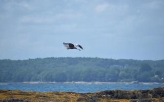 Lovely Great Blue Heron Flying Over the Ocean photo