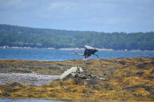 Flying Great Blue Heron Over a Reef photo