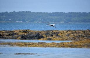 garza azul volando en casco bay maine foto