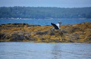 Wings of a Great Blue Heron Extended in Flight photo