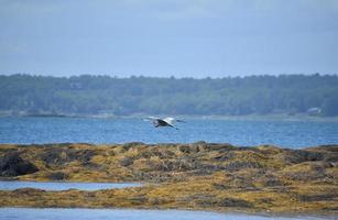 Great Blue Heron Flying in Casco Bay photo