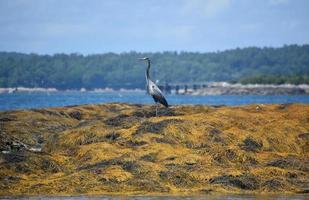 Great Blue Heron Standing on a Bed of Seaweed photo