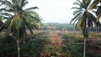 Farmer clear the oil palm plantation land at Malaysia, Southeast Asia. video