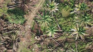 vista de arriba hacia abajo de las palmeras de aceite limpiadas por un agricultor en malasia, sudeste de asia. video