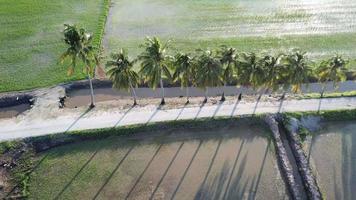 deslizamiento aéreo sobre la hilera de cocoteros en el campo de arroz en penang, malasia. video