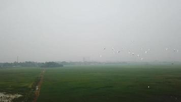 Panorámica aérea Las aves garcetas vuelan en el campo verde. video