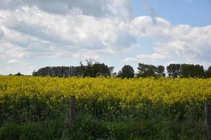 Clouds Hovering Over a Field Over a Field of Rape Seed photo