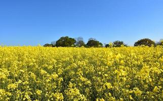 Field Full of Flowering Yellow Rape Seed in England photo