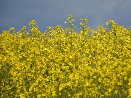 Stormy Skies Over Flowering Yellow Rape Seed photo