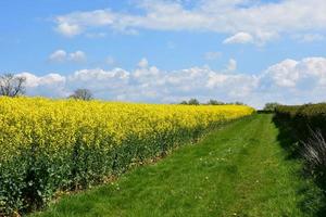 Coast to Coast Walk Beside a Field of Flowering Rape Seed photo