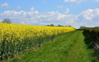 Stunning Yellow Field of Flowers Beside a Mowed Pathway photo