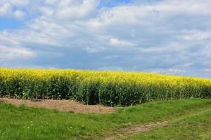 Gorgeous Field of Flowering Rape Seed in Bloom photo