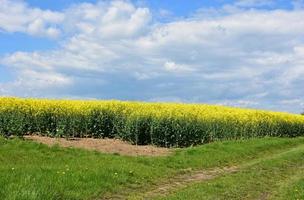 Spring Day with Flowering Yellow Rape Seed photo