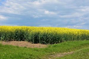 Stunning Field of Flowering Rape Seed in the Spring photo