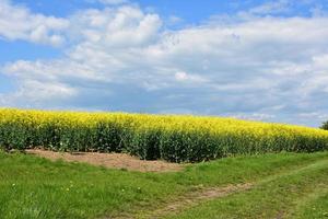 Yellow Rape Seed Flowering in the Springtime photo