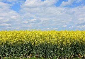 Stunning Field of Flowering Rape Seed in Bloom photo