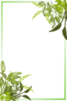 herb frame png