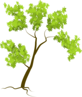 tree, forest tree png