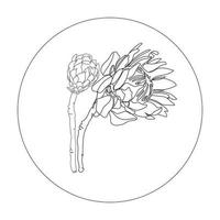 protea flores línea arte vector ilustración. línea dibujada a mano y bosquejo de flores de boda para invitación, guarde el diseño de la tarjeta de fecha. dibujo de línea continua botánica protea planta exótica en marco redondo.