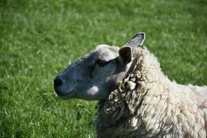Profile of a Ewe in a Grass Field in the Spring photo