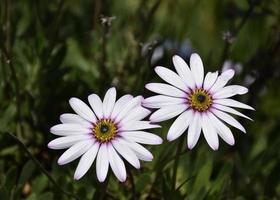 Pair of Purple Aster Flower Blossoms in a Garden photo