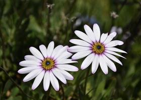 Two Light Purple Aster Flower Blossoms in a Garden photo