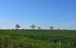 Trees Dotting the Landscape Between Green Fields photo