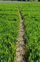sendero y sendero a través de un exuberante campo verde de tierras de cultivo foto