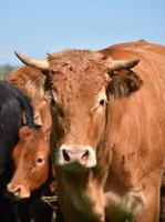 rebaño de vacas con un toro bronceado al frente foto