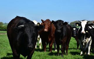 A Mix of Cattle Standing in a Pasture photo