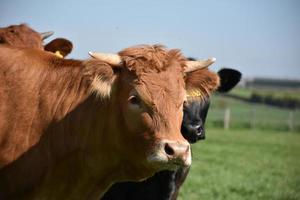 Looking Directly into the Face of a Beautiful Brown Cow photo