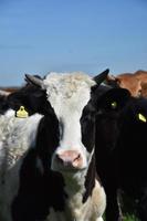 mirando a la cara de una vaca blanca y negra con cuernos pequeños foto